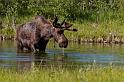 050 Grand Teton NP, Eland